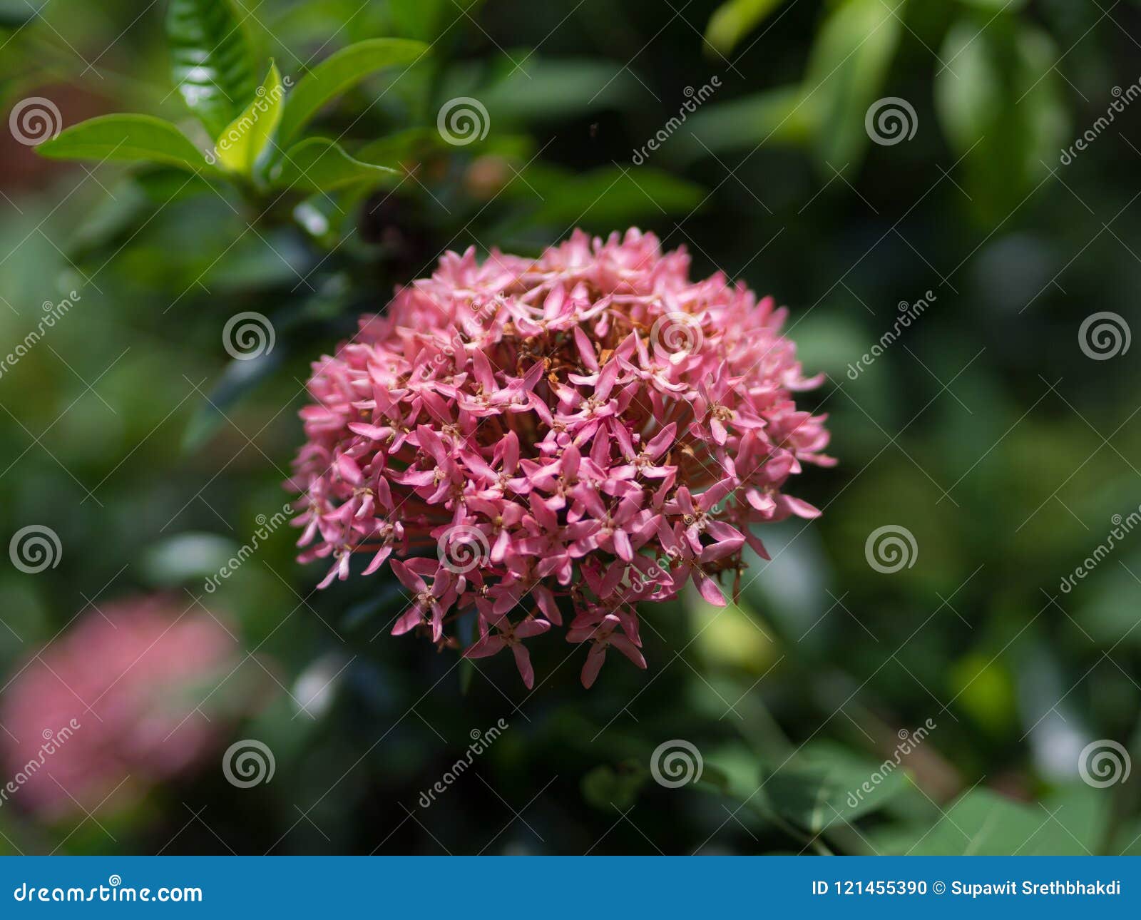 Closeup Pink Mini Ixora Coccinea Flowers for Background. Rubiaceae Family,  Thailand Stock Photo - Image of botany, jungle: 121455390