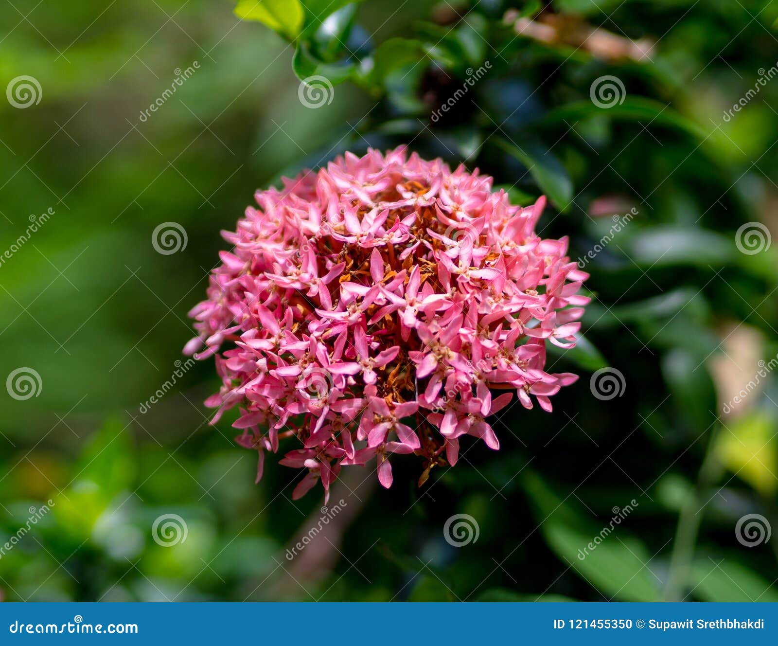 Closeup Pink Mini Ixora Coccinea Flowers Blooming in the Garden with Nature  Blurred Background. Stock Photo - Image of bush, leaf: 121455350