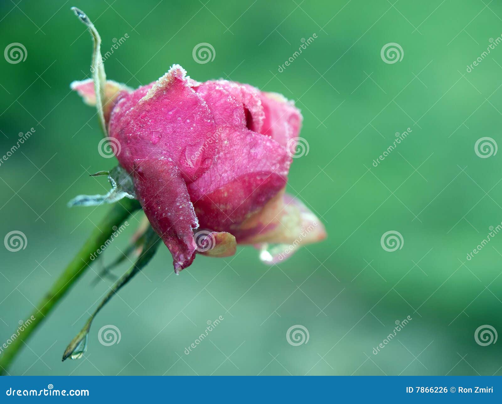 Closeup of a Pink Rose Covered with Frost Stock Photo Image of