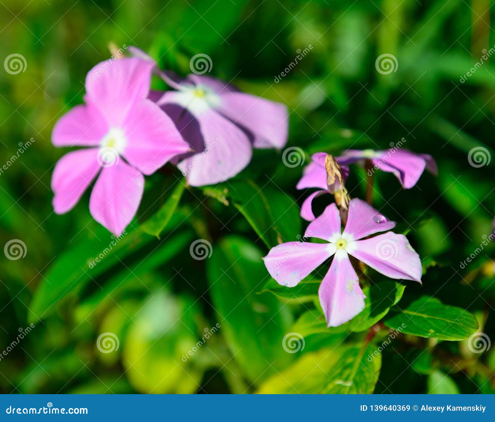 Closeup of the Pink Tropical Flowers in Hawaii Stock Image - Image of ...