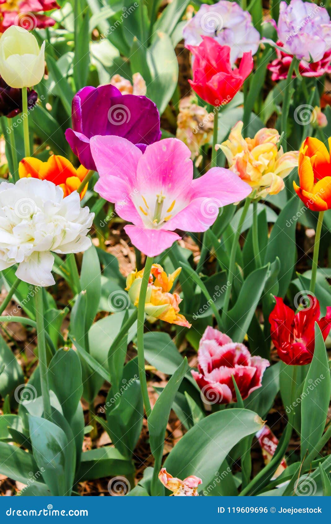 closeup of pink tulips in hitachi seaside park.jpg