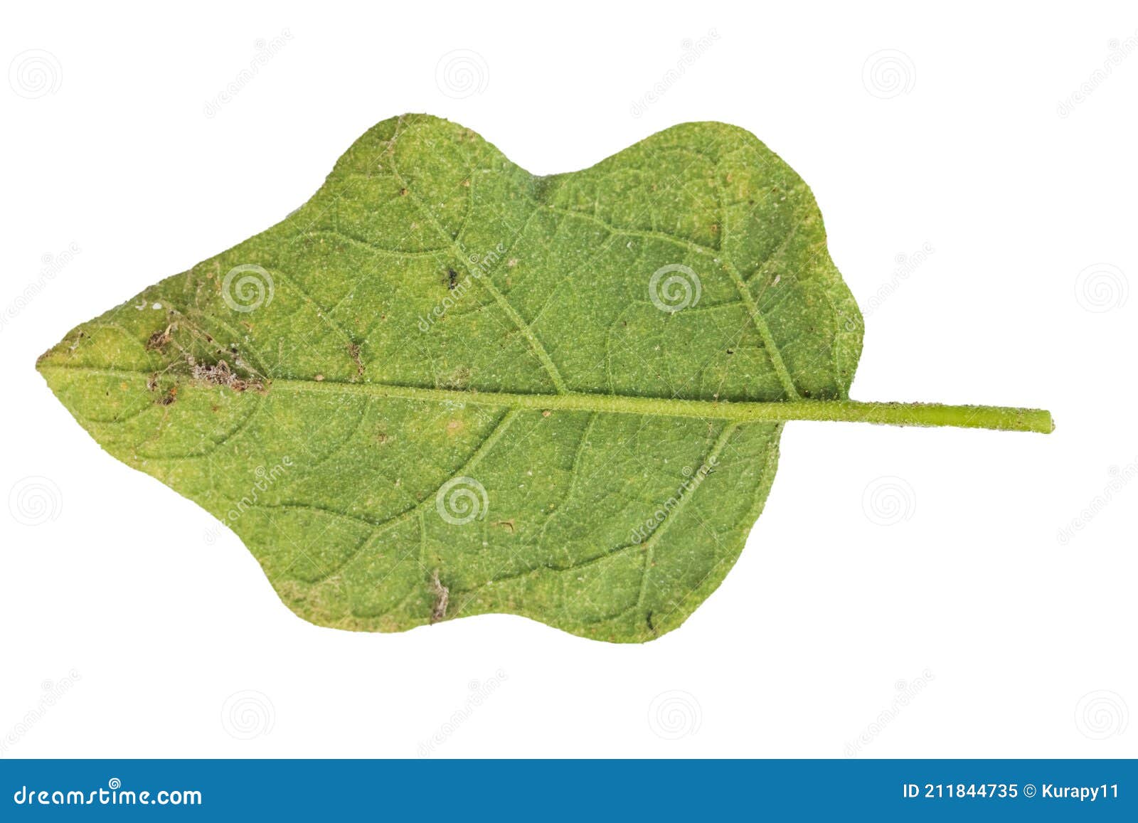 Plant Disease on Eggplant Leaf. Virus Disease on Eggplant Leaf on White