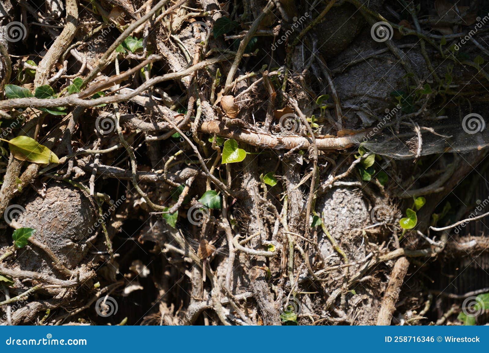 Closeup of the Plants Roots in Sunlight. Stock Photo Image of