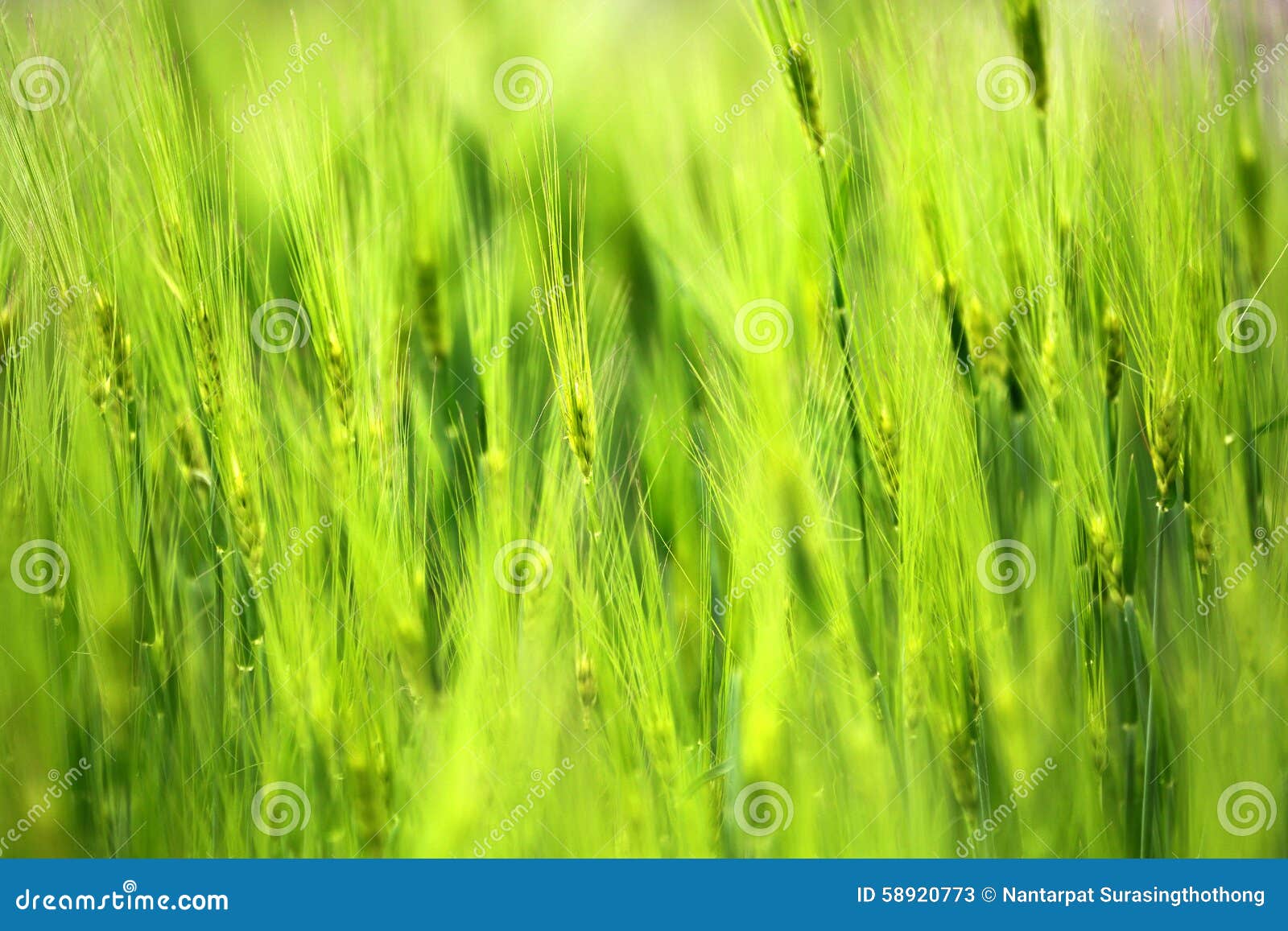 closeup of poaceae field in countryside texture background.