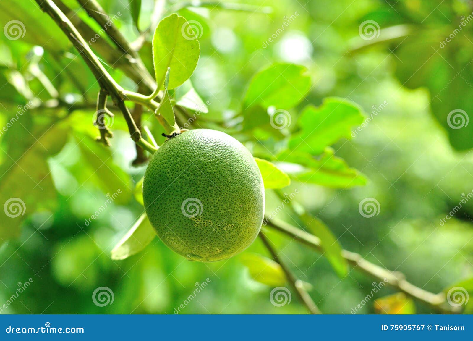 Closeup of Pomelo Fruit on Tree in Garden Stock Image Image of farm