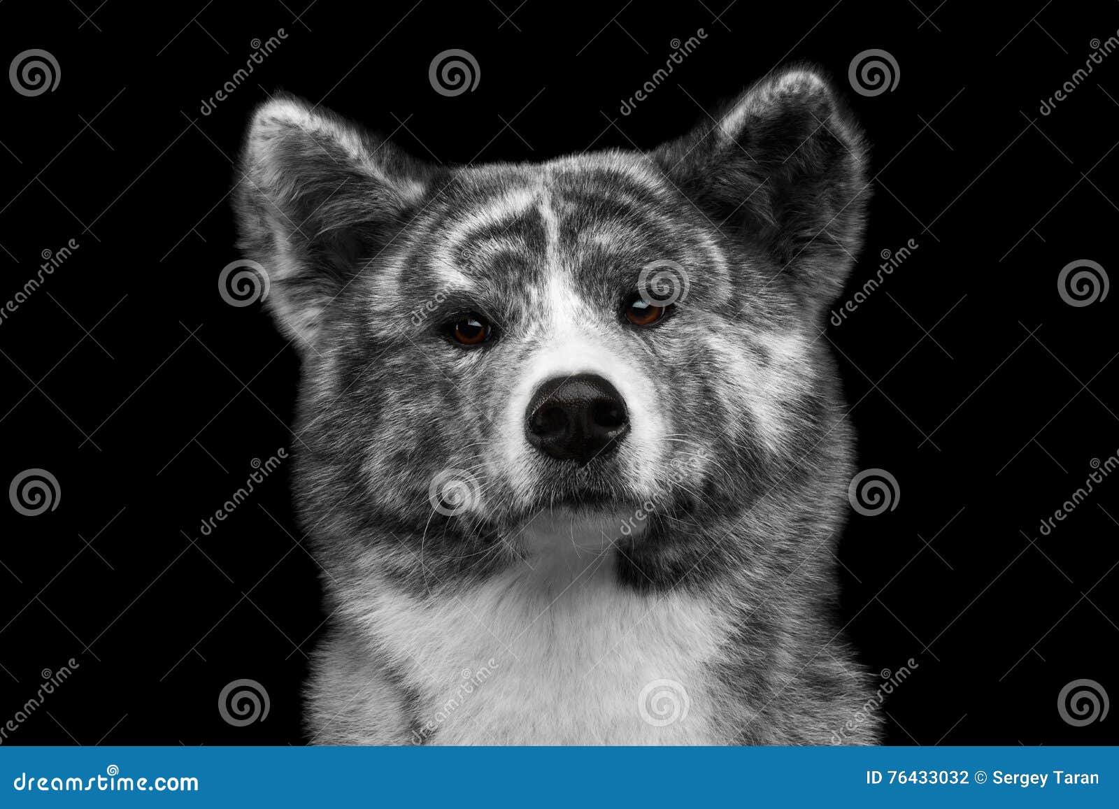 Closeup Portrait Of Akita Inu Dog On Isolated Black Background Stock ...