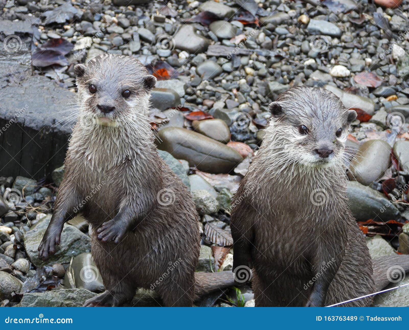 portrait of two asian small-clawed otters