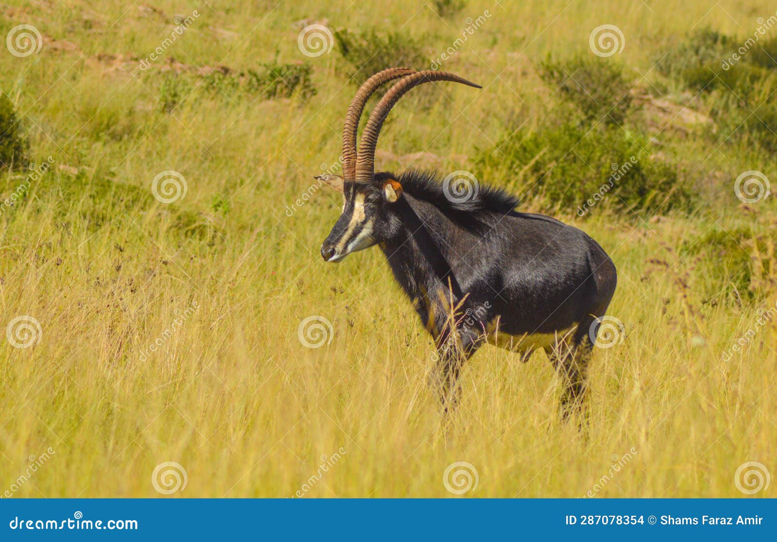 closeup portrait of a cute and majestic sable antelope in johannesburg game reserve south africa