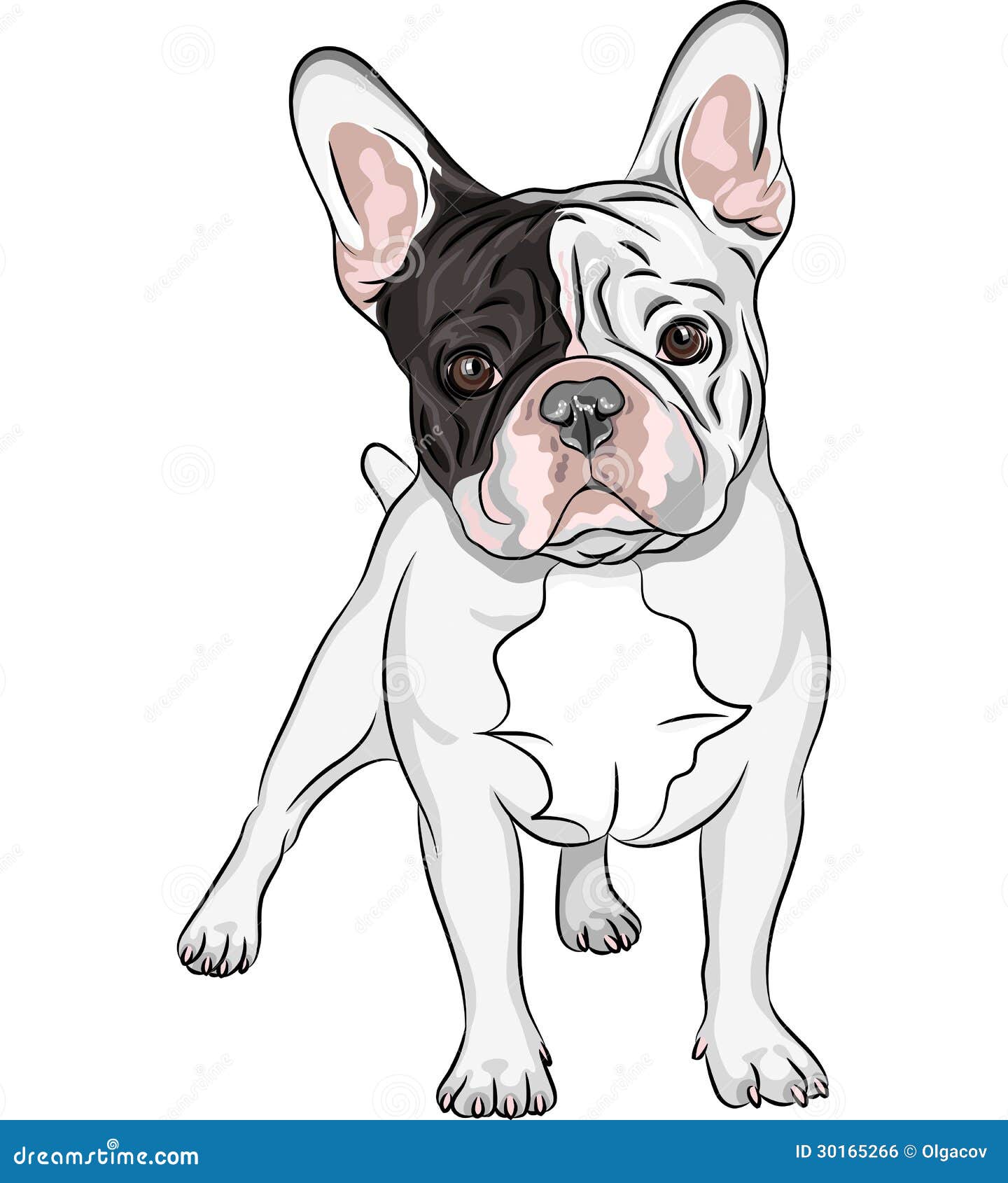  sketch domestic dog french bulldog breed