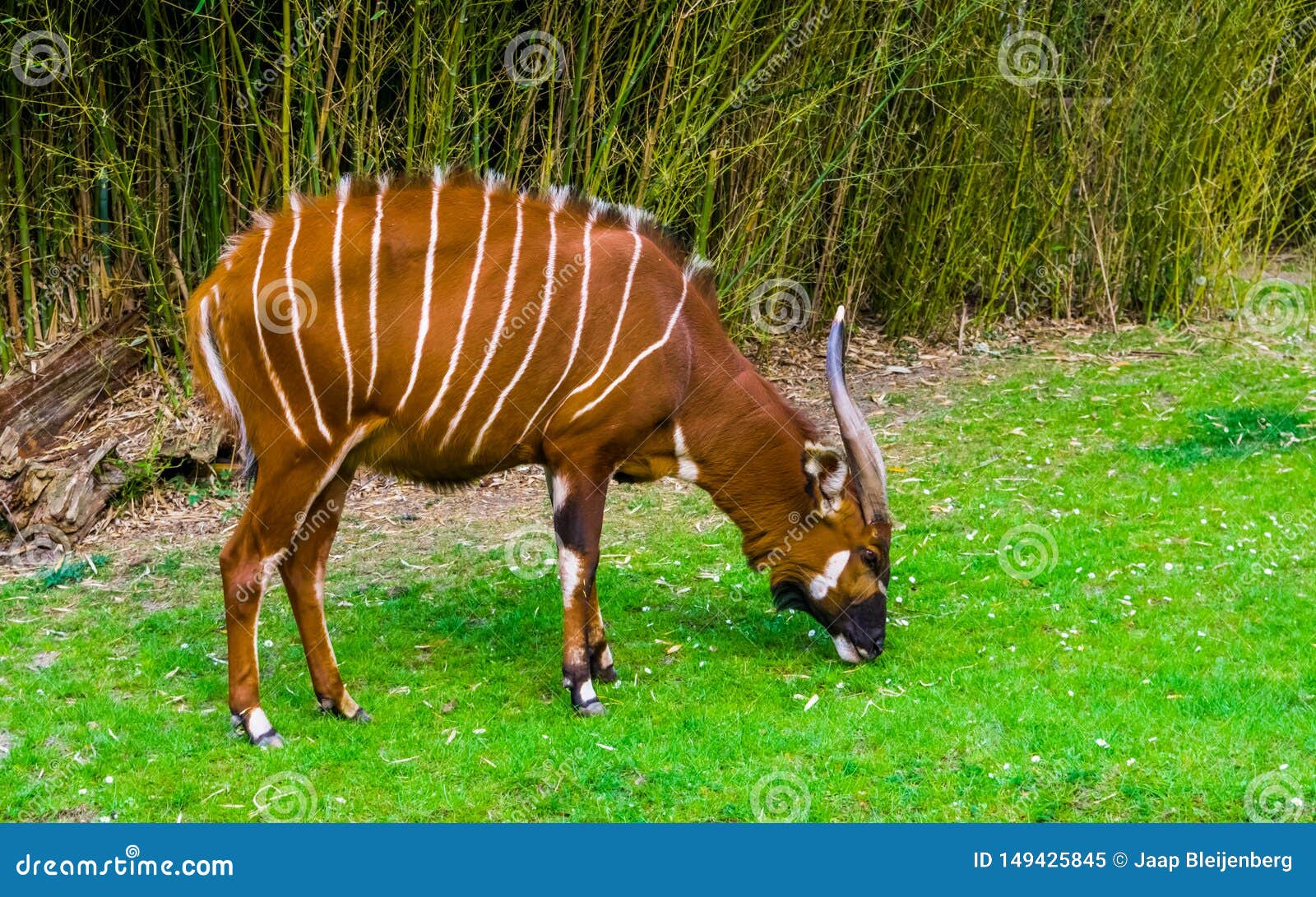 bongo animal