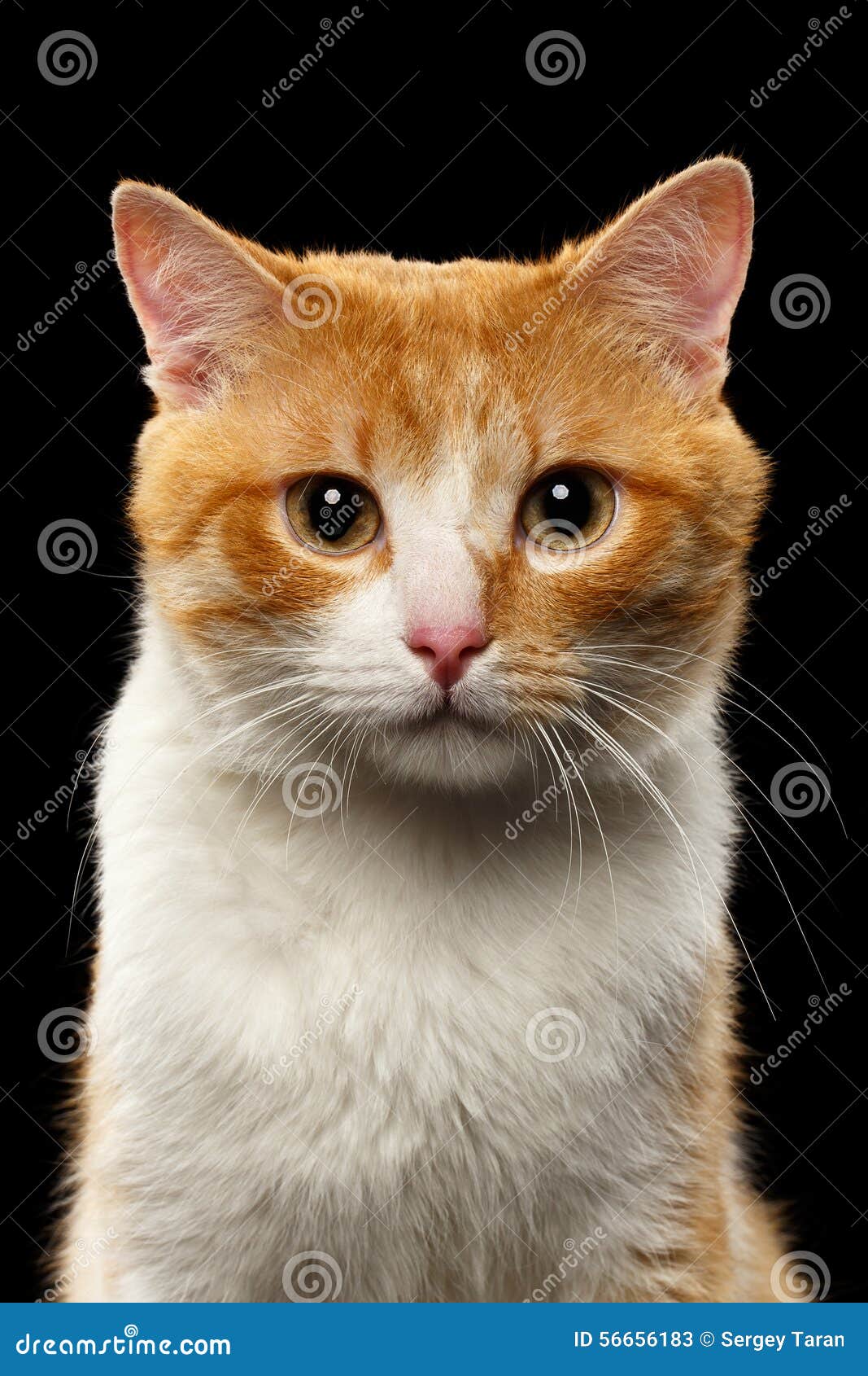 Closeup Portrait of Ginger Cat on Black Stock Image Image of mottled