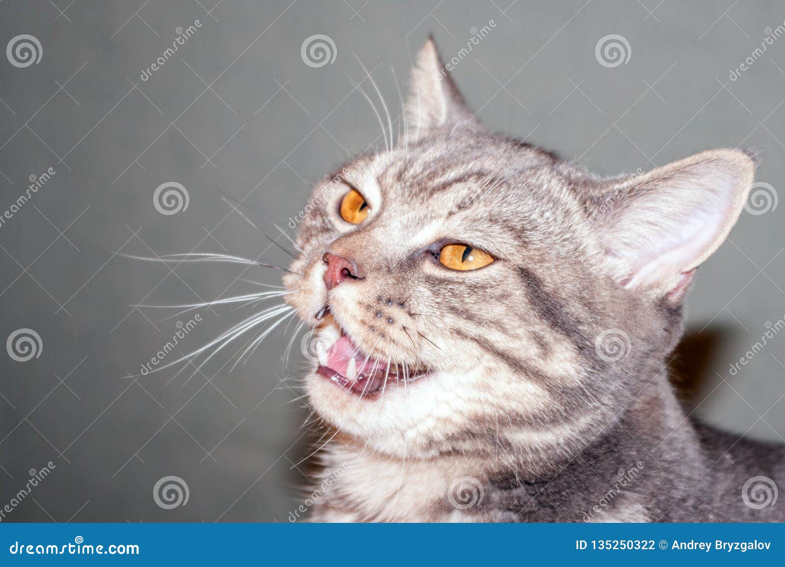 An Angry Cat With Its Mouth Open Background, Goofy Cat Pictures