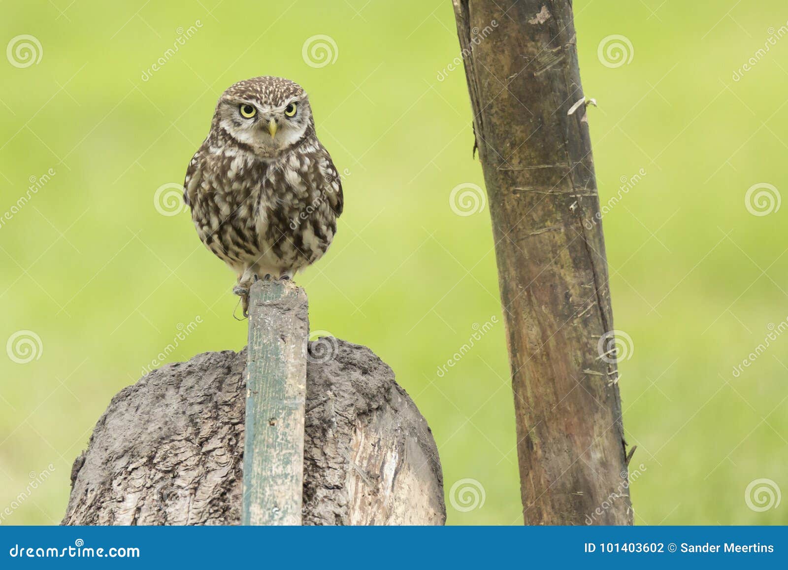 closeup portrait little owl, athene noctua, perched while hunting