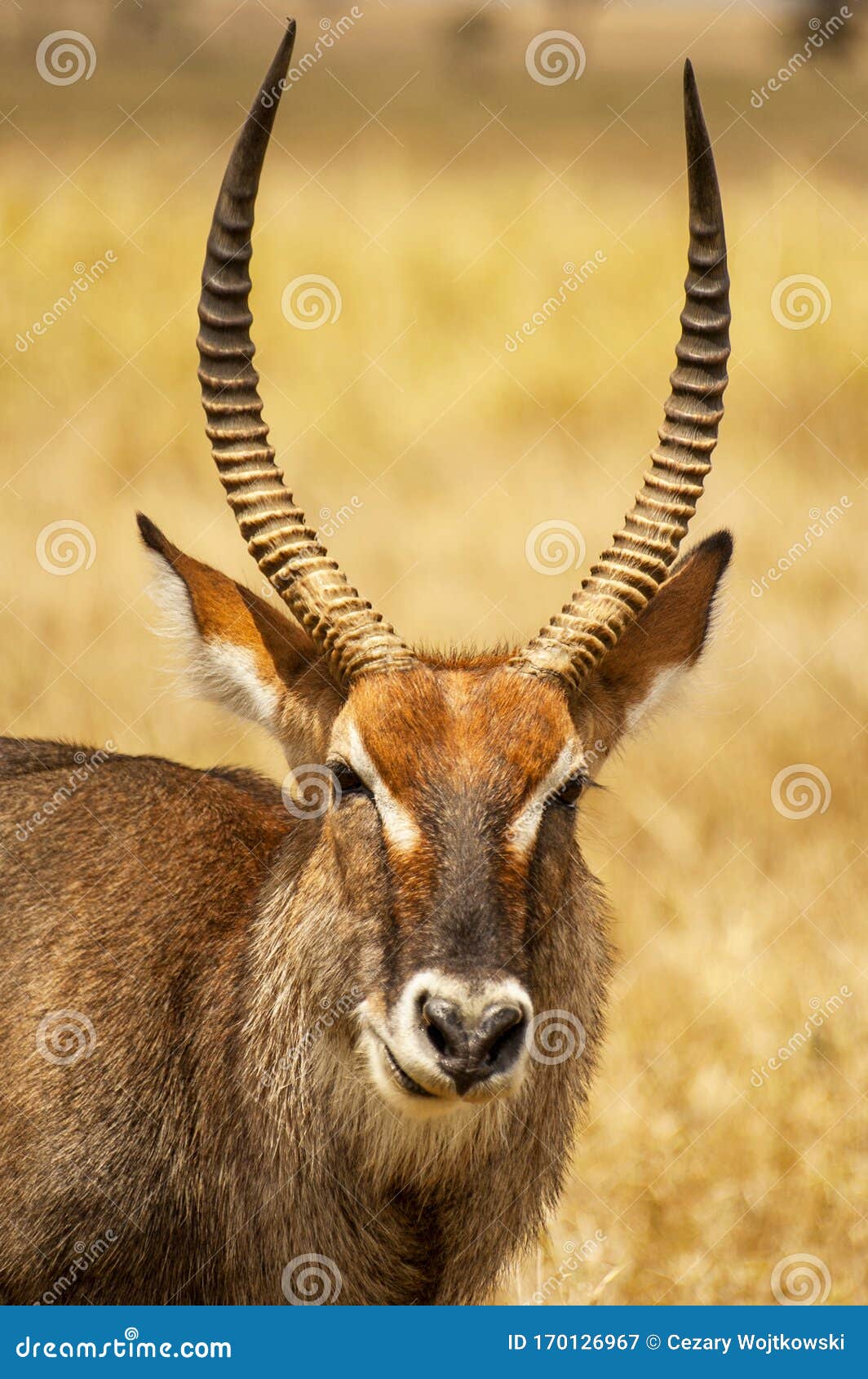 closeup portrait of a waterbuck antelope kobus ellipsiprymnus in serengeti national park tanzania