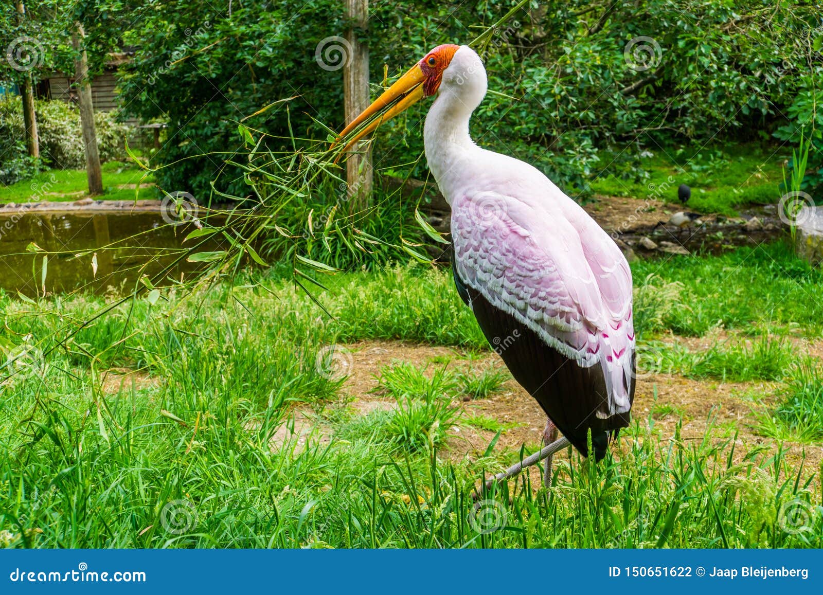 closeup portrait of a yellow billed stork collecting a branch for its nest, seasonal bird behavior, tropical bird specie from