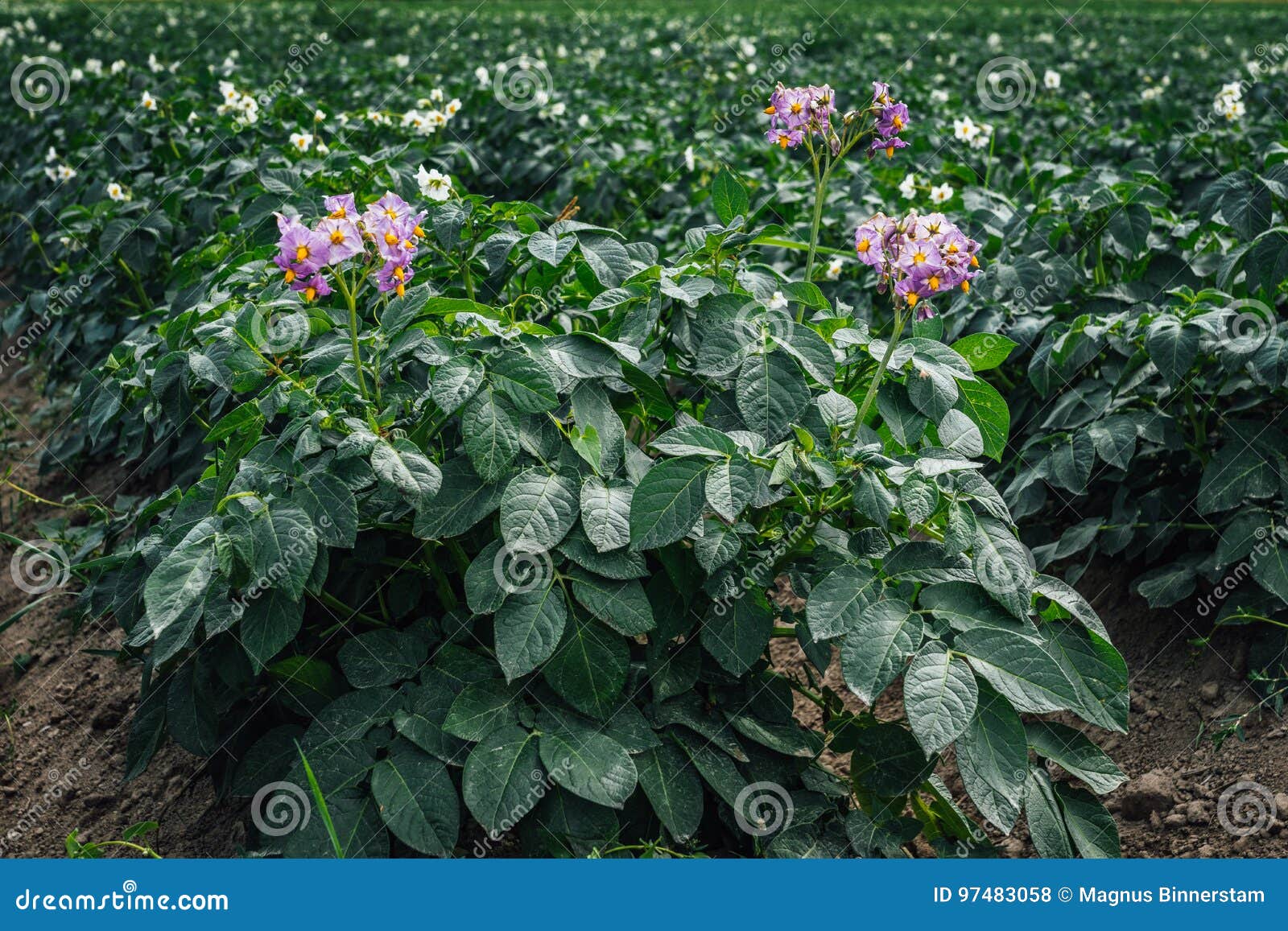 Closeup Of Potato Plants With Flowers In Pink And White Color Stock Photo Image Of Crop Ecologic Closeup Of Potato Plants With Flowers In Pink And White Color Stock Photo Image Of Crop Ecologic