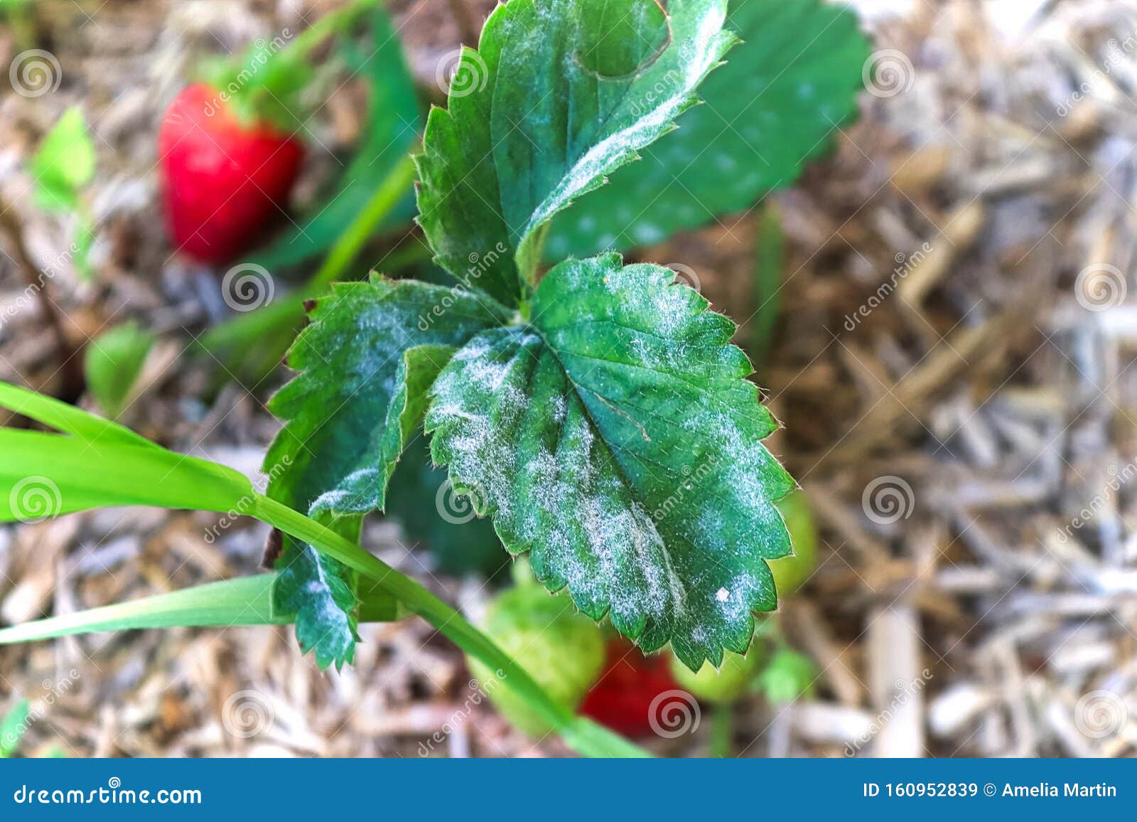 closeup of powdery mildew on a strawberry leaf