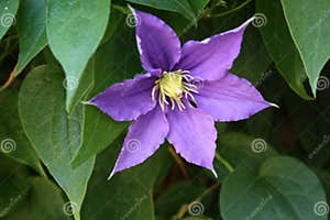 Closeup Of A Pretty Purple Flower With Six Petals Stock Image Image 