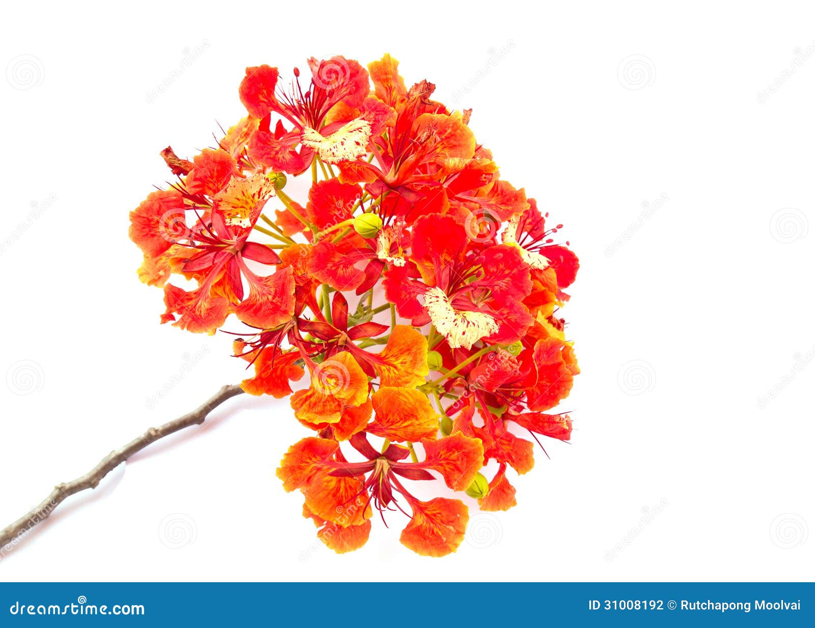 Closeup Pride of Barbados, Isolated Stock Photo - Image of multiple ...