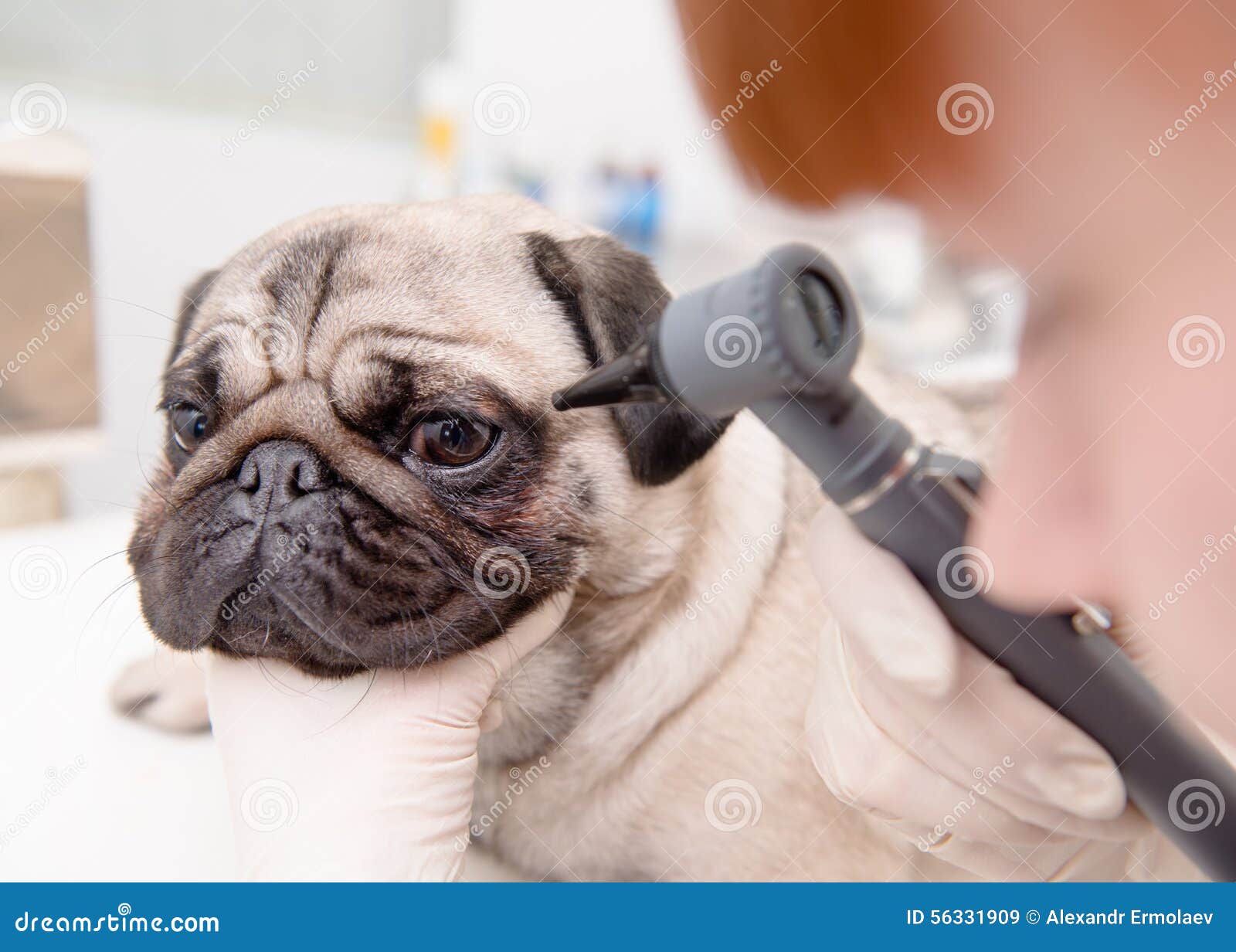 934 Dog Eye Doctor Stock Photos - Free & Royalty-Free Stock Photos from Dreamstime 934 Dog Eye Doctor Stock Photos - Free & Royalty-Free Stock Photos from Dreamstime