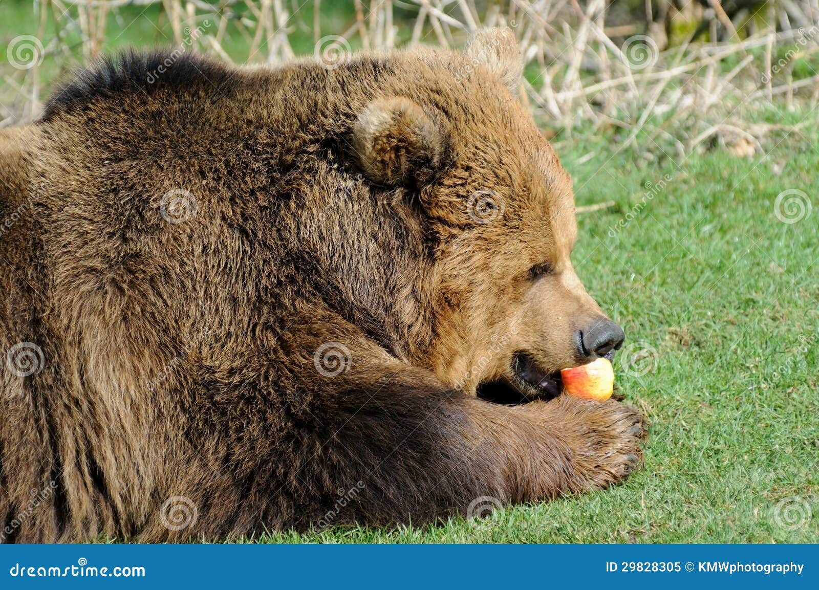 Brown Bear Feeding on Apple Stock Image Image of claws, grizzly 29828305
