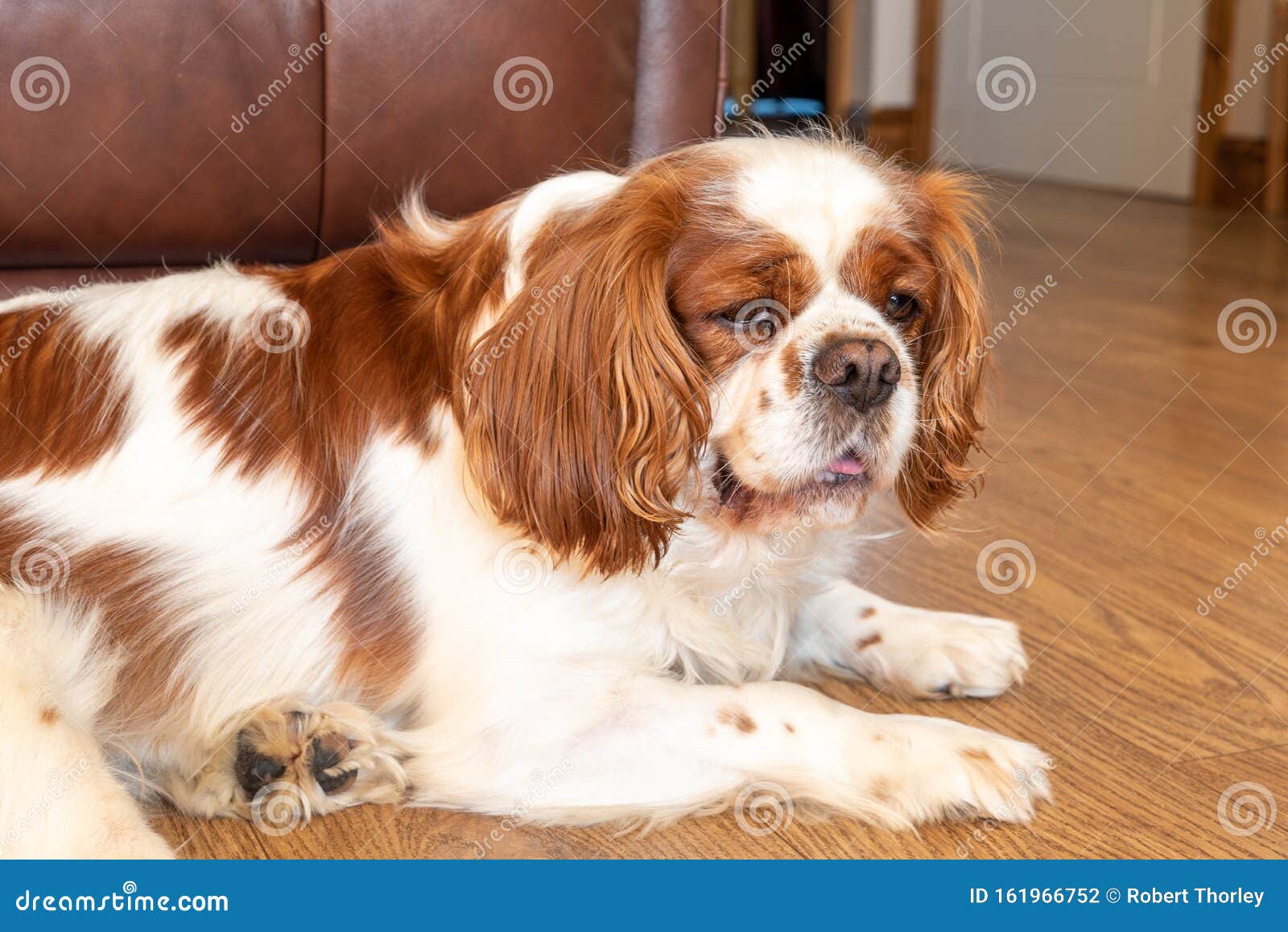 cavalier king charles blenheim