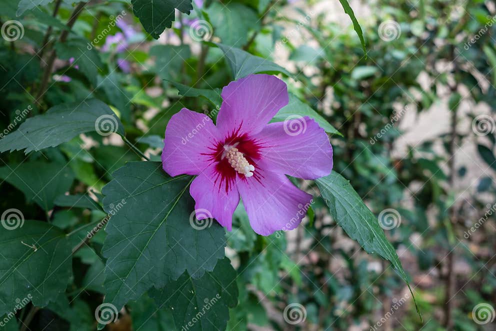 Closeup of a Purple Blossom Hibiscus Syriacus Flower Stock Image ...