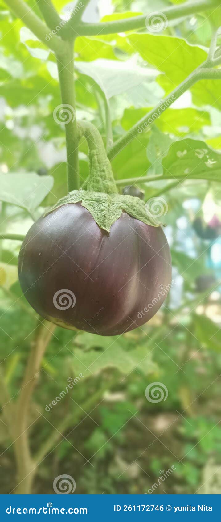 CloseUp purple Eggplant stock photo. Image of delicious 261172746