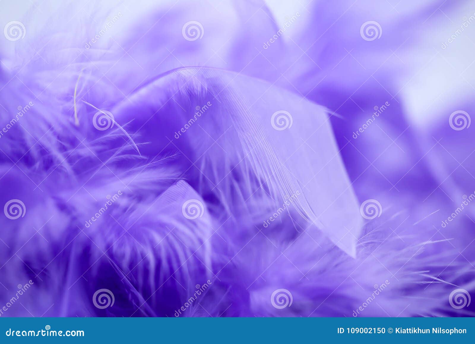 Closeup Purple Feather ,Multicolored Feathers ,background Texture, Abstract  Stock Photo, Picture and Royalty Free Image. Image 103591161.