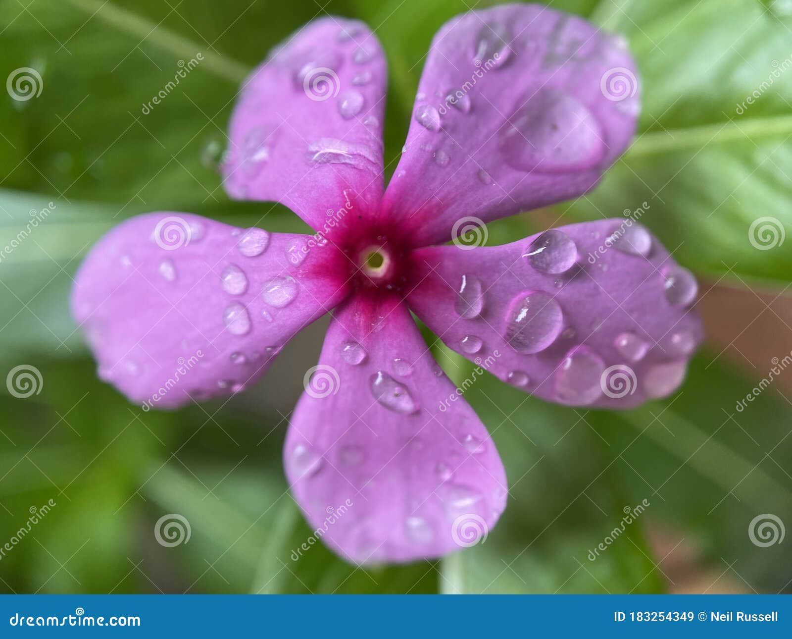 Purple Flower with Water Droplets Stock Image - Image of open, flower ...