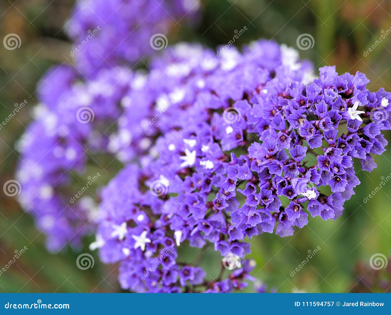 Closeup Of Purple Flowers With Green Leaves In Butterfly Garden In