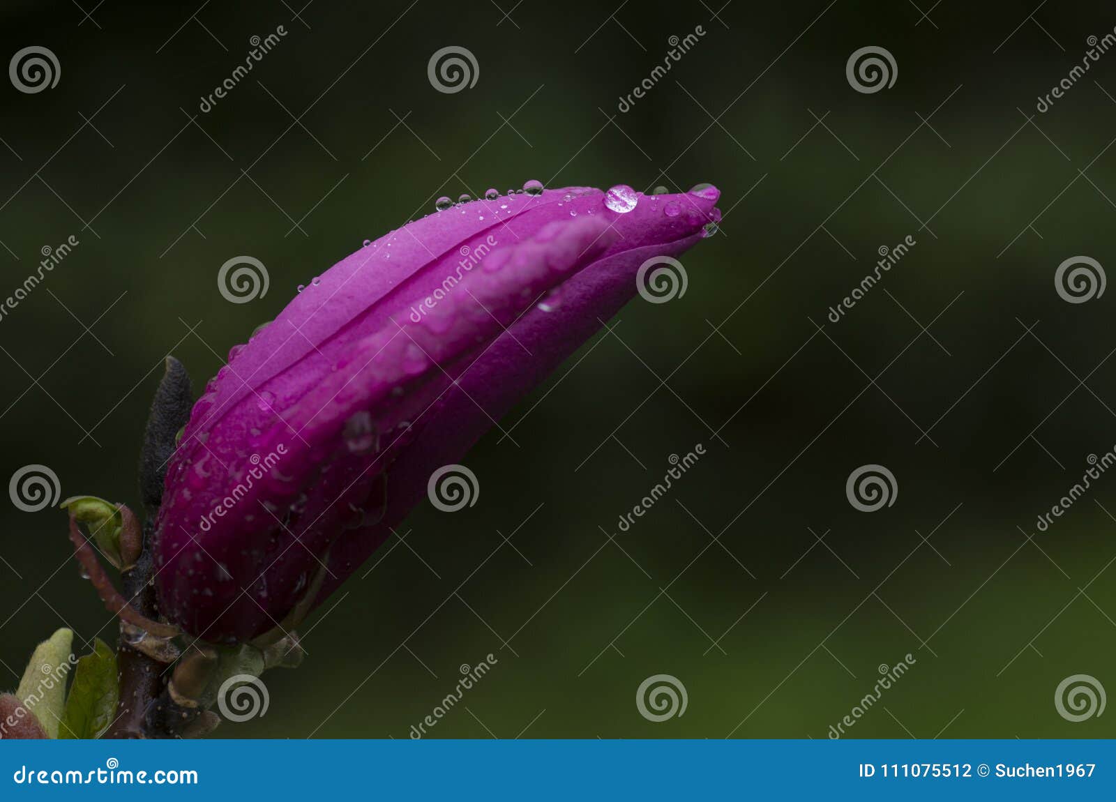 magnolia liliiflora bulb with rain droplets