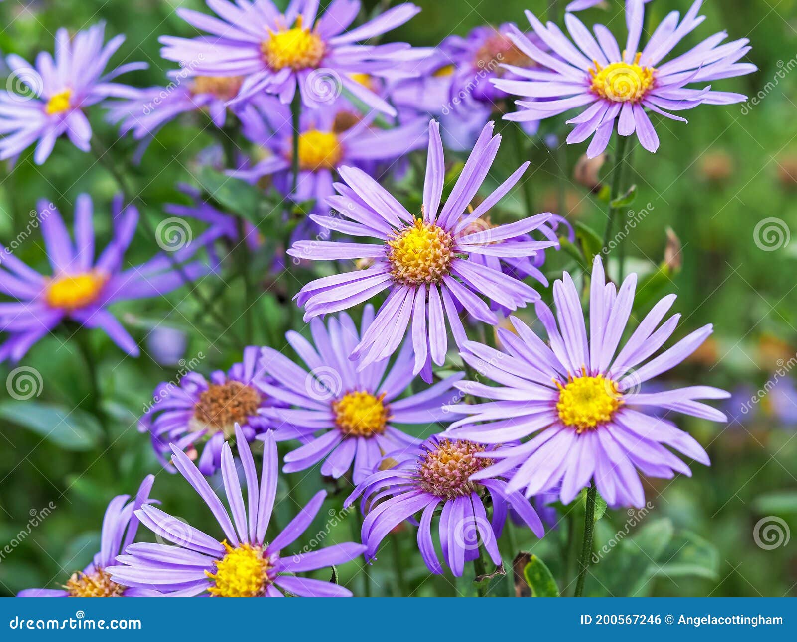 purple flowers of aster amellus rudolf goethe