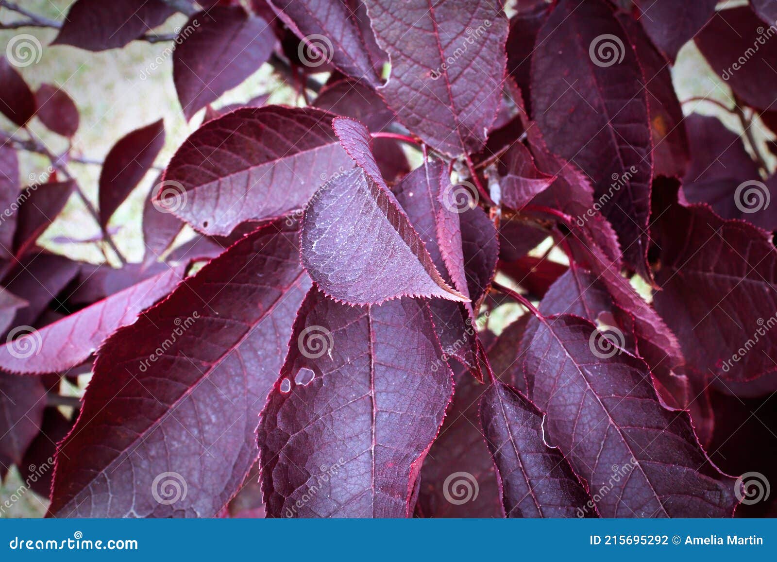 Closeup of the Purple Red Leaves on a Schubert Cherry Tree Stock Photo