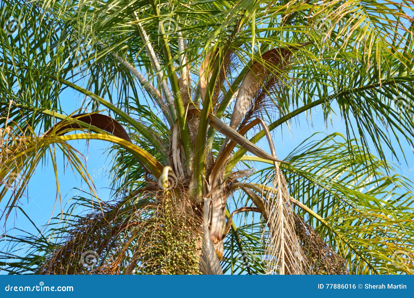 Closeup of a Queen Palm Tree in the Sun Stock Photo   Image of ...
