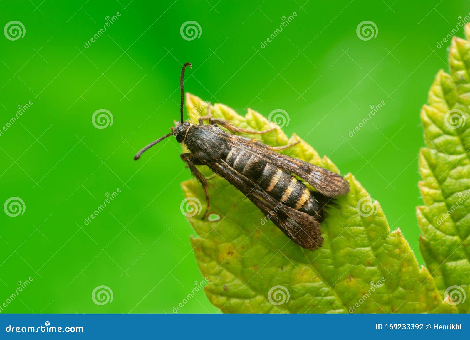 raspberry clearwing, pennisetia hylaeiformis on raspberry leaf