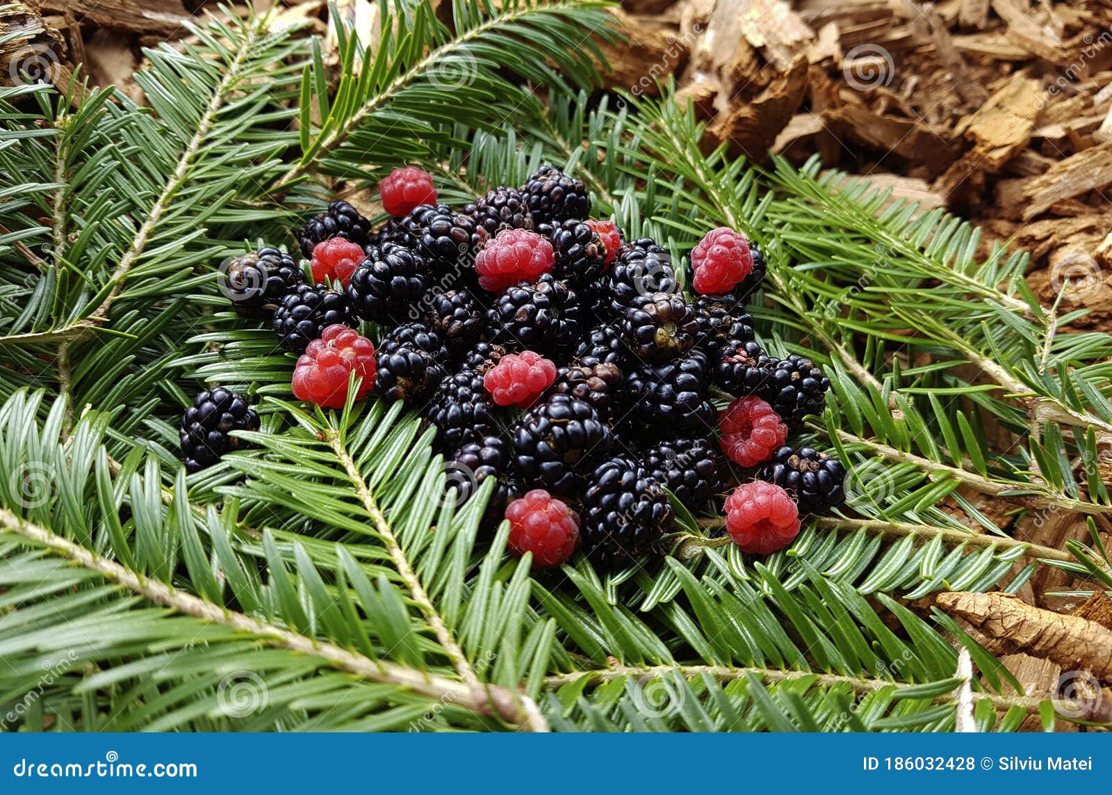Closeup of Raw Fresh Red Raspberries and Wild Blackberries. Stock Photo