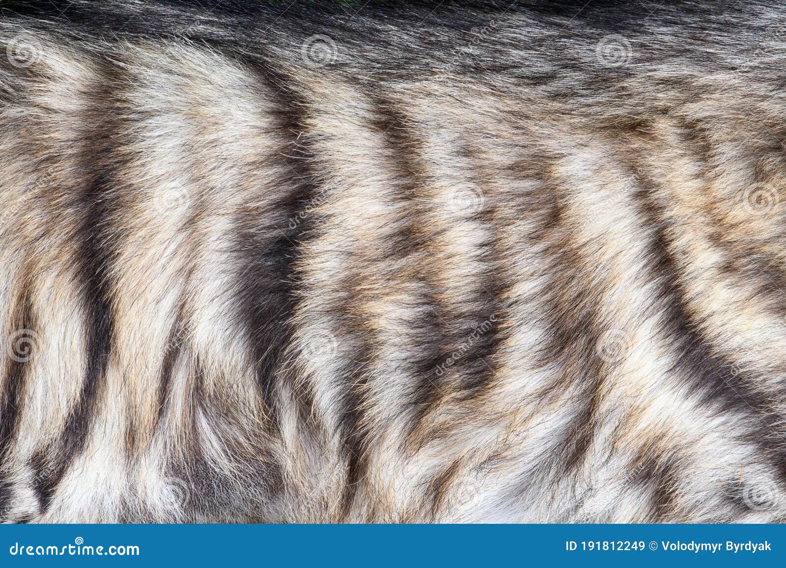 closeup real hyena skin texture