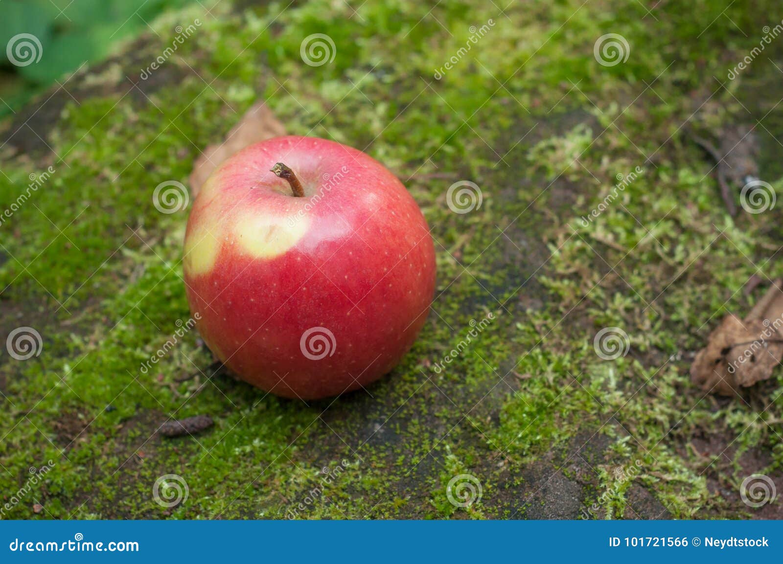 Red Apple on Moss in the Forest Stock Photo Image of wood, temptation