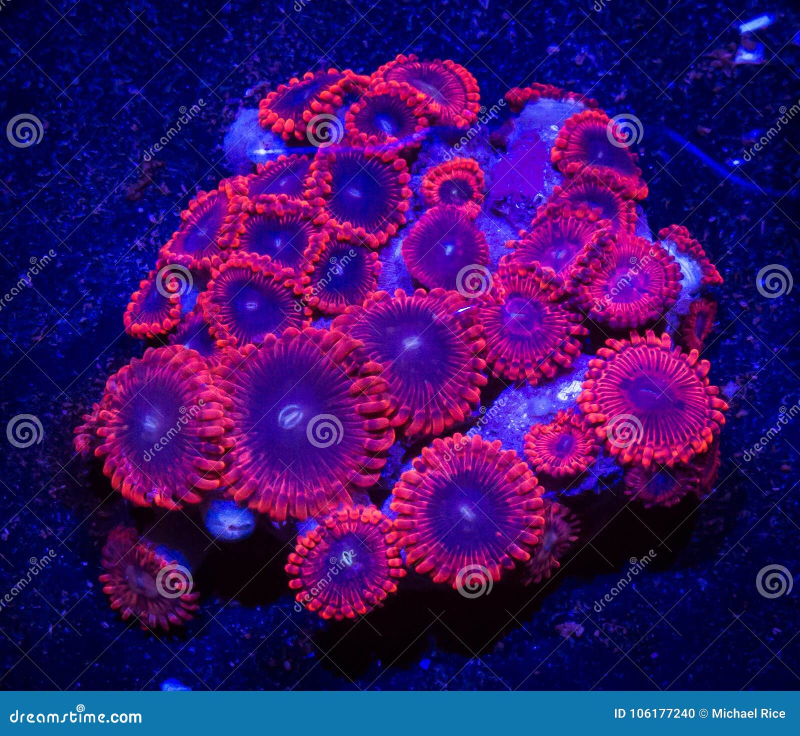 Blue Coral Stock Photos Download 125,880 Royalty Free Photos