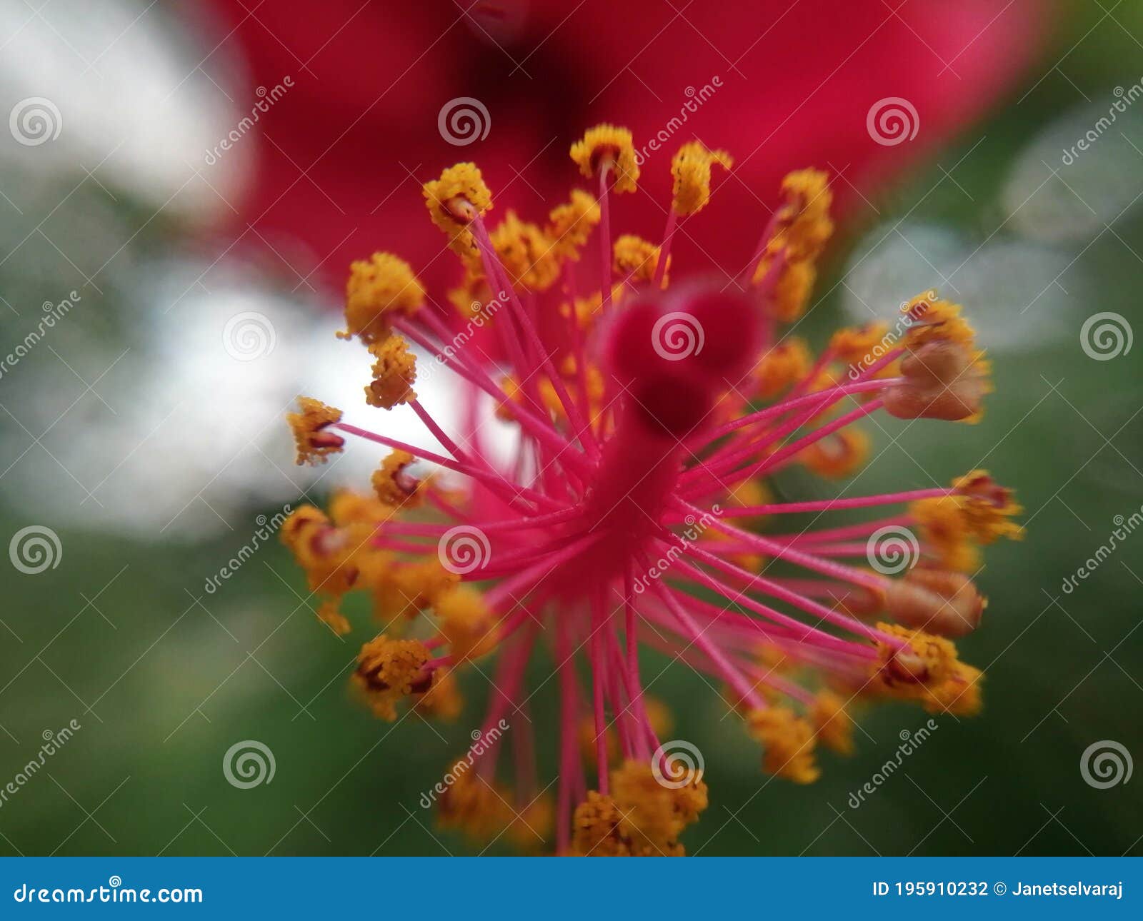 Closeup Parts of Hibiscus Flower Stock Photo - Image of stigma, scenic ...