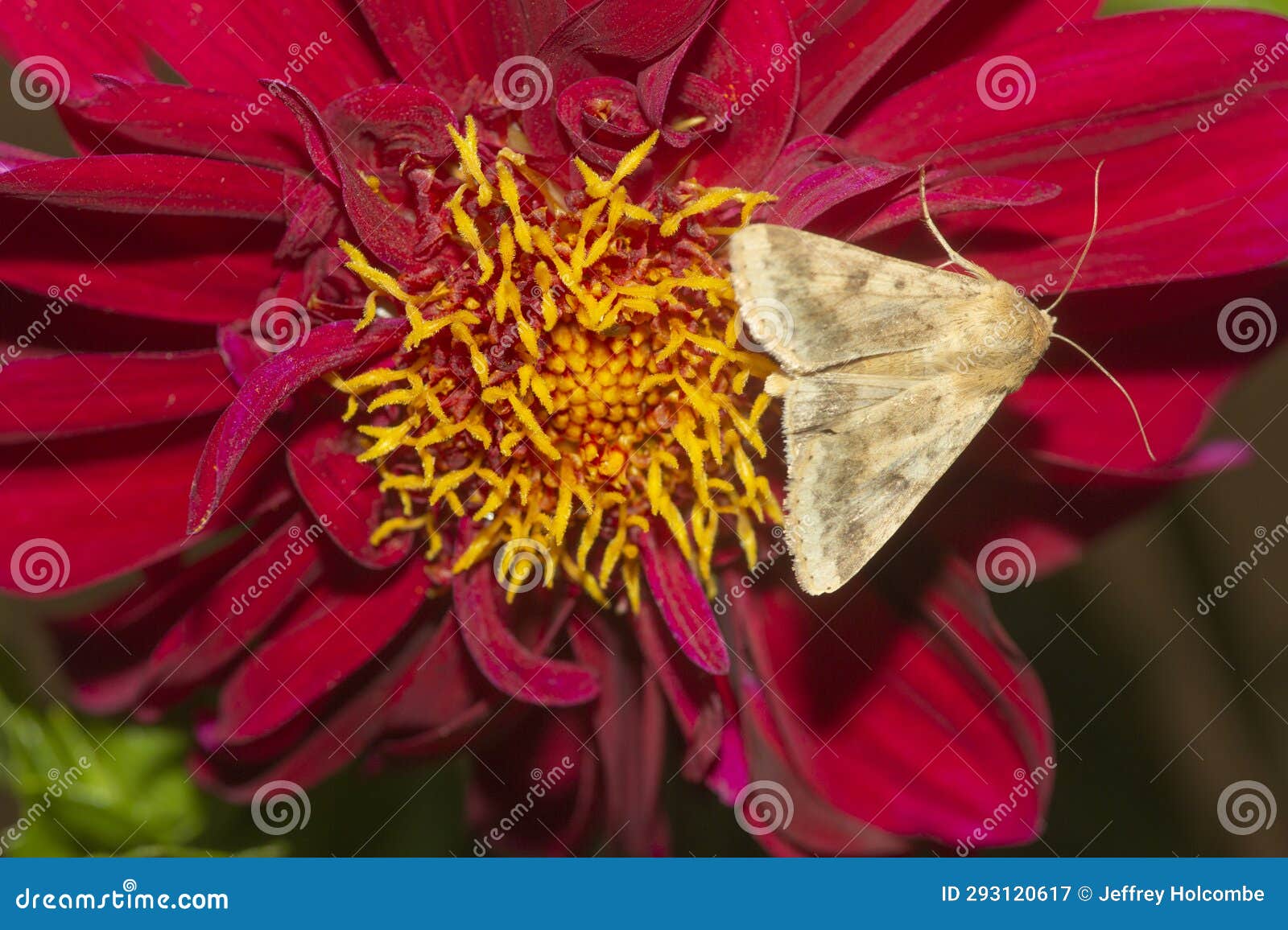 closeup of a red dahlia flower and moth in connecticut