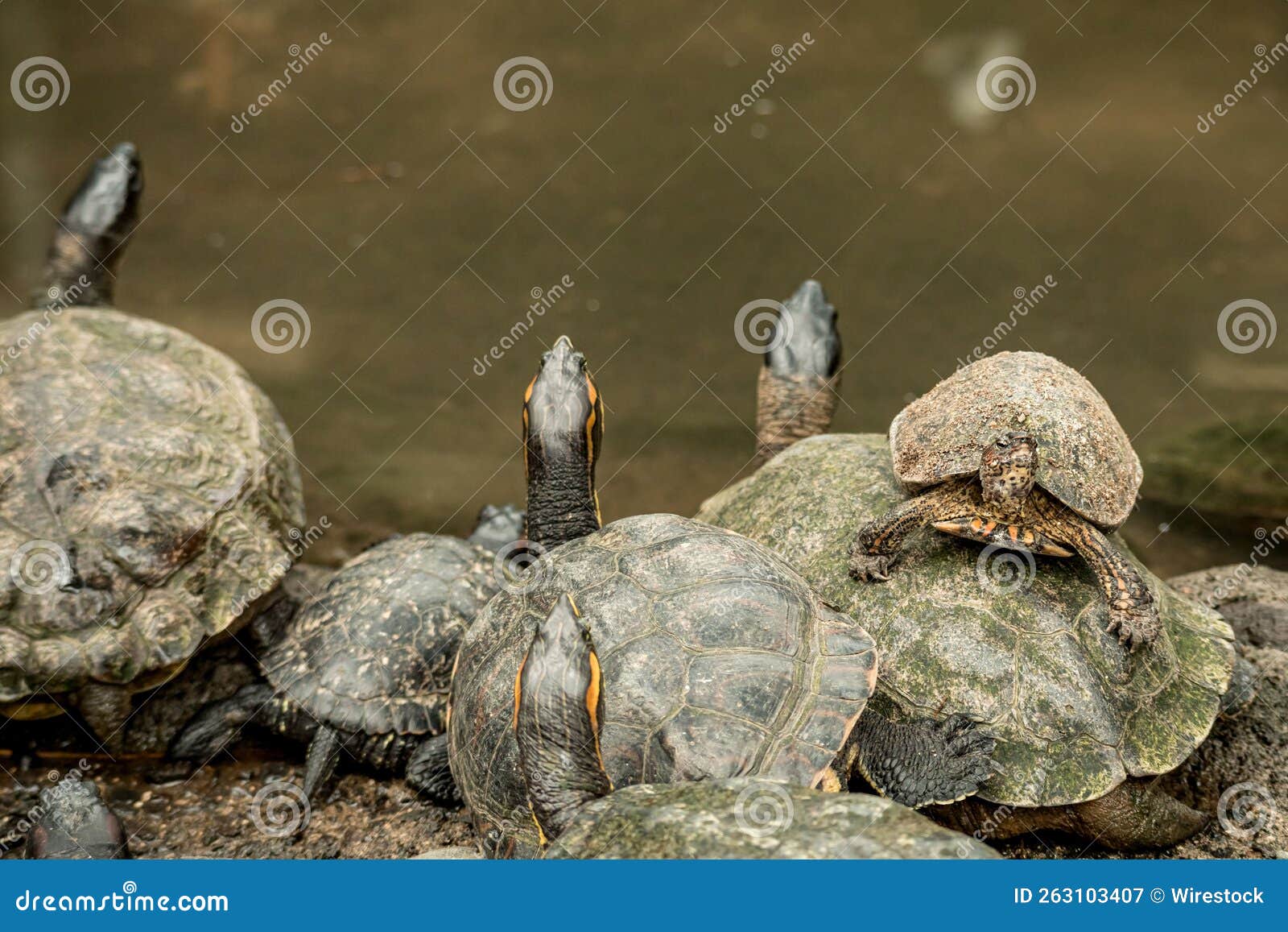 closeup of the red-eared terrapins, trachemys scripta elegans on the rock.