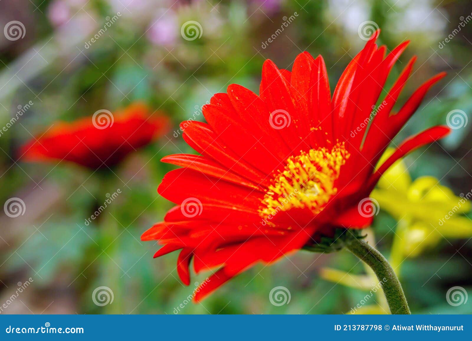 Closeup Red Flower on Blurred Flowers Background Stock Photo Image of