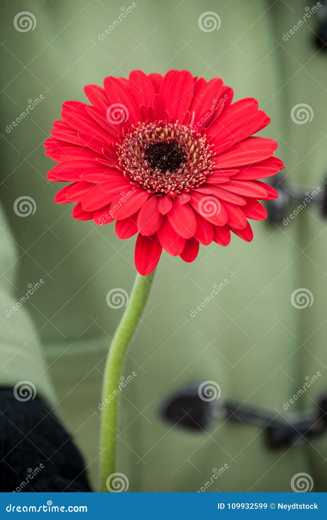 Red Gerbera In Woman Hand In Outdoor Stock Image Image Of Flower Color 109932599