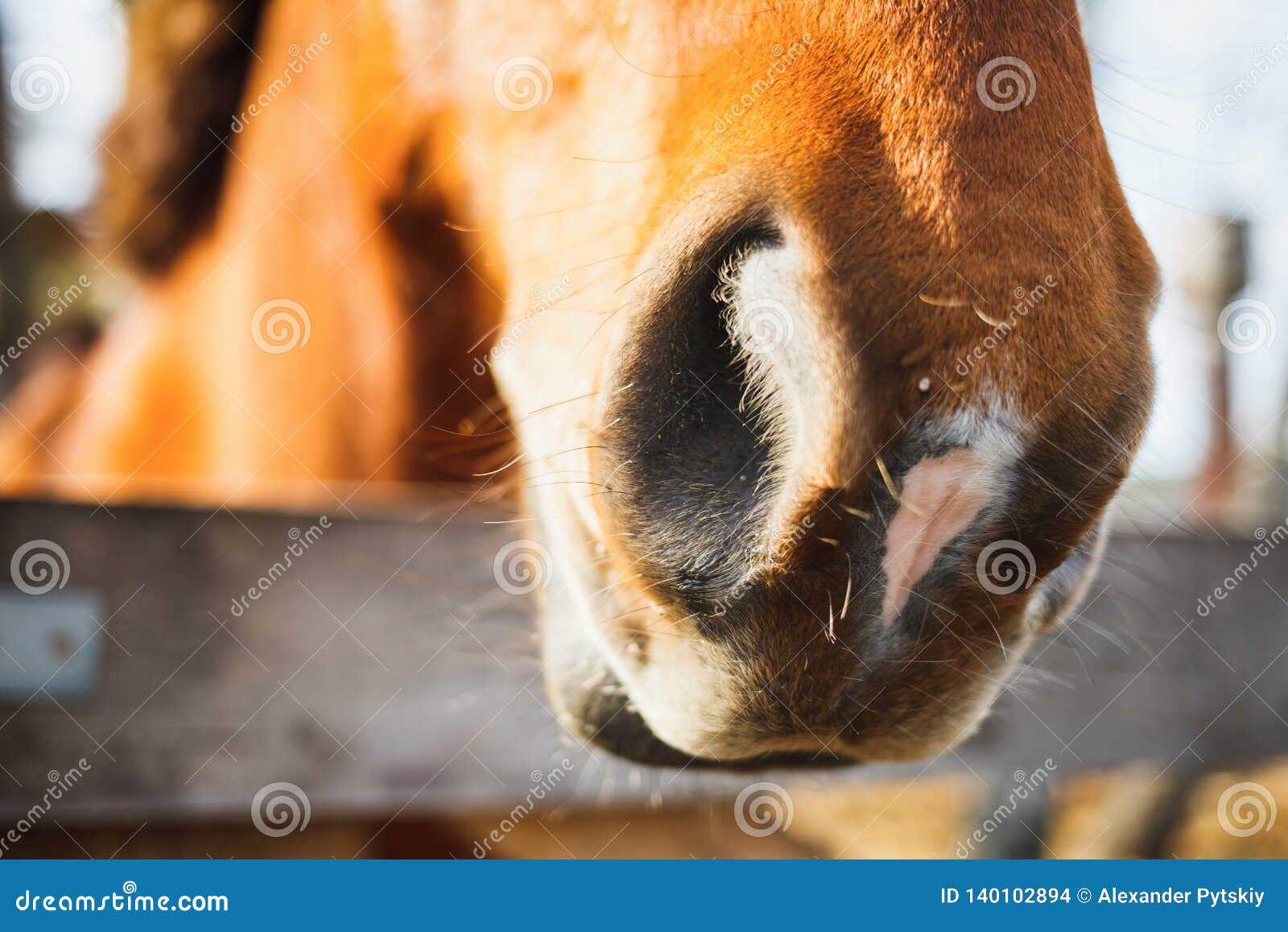 Closeup of a Red Horse`s Nostrils on a Farm Stock Photo Image of