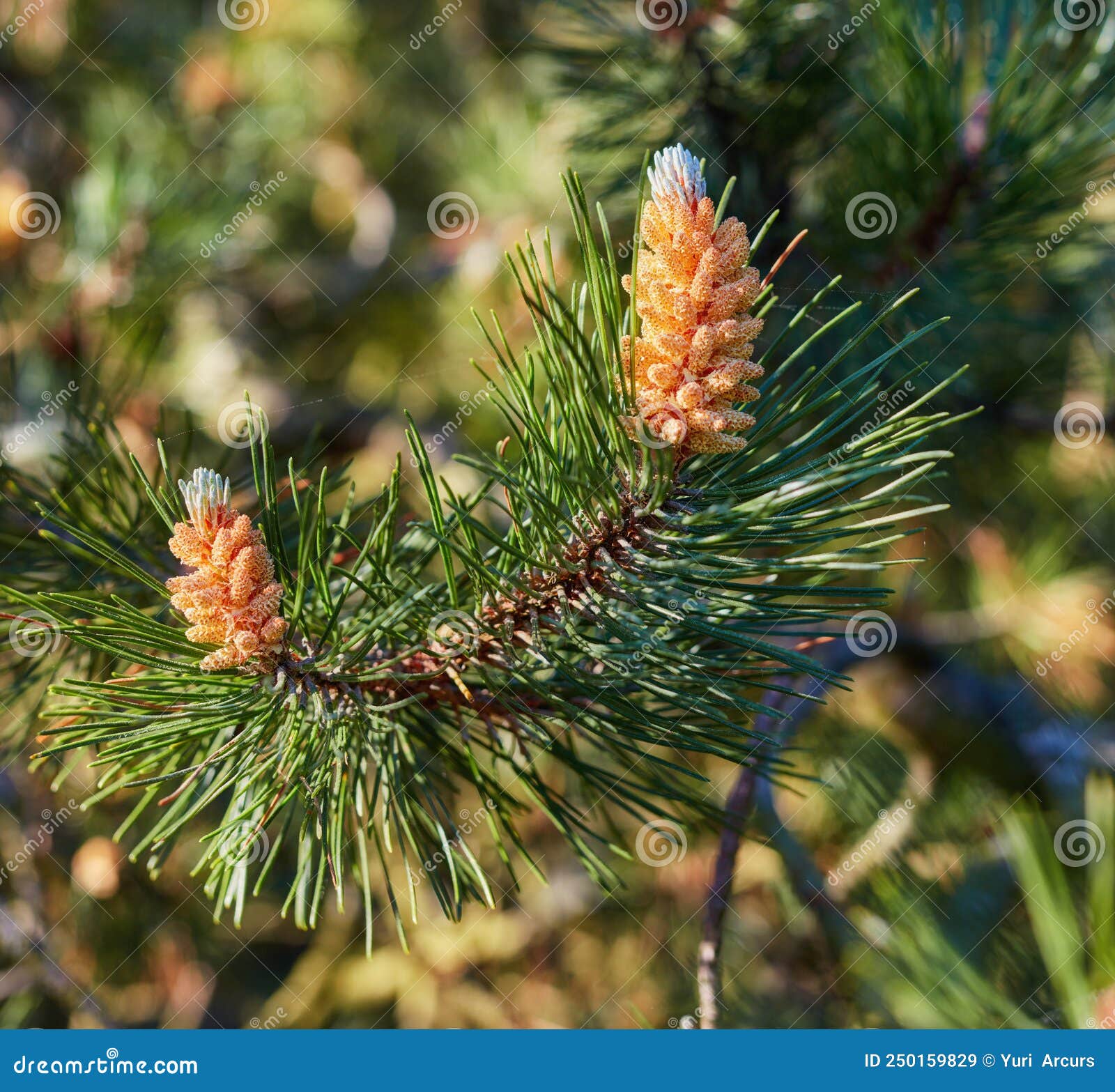 All 30+ Wallpapers trees with branches that grow straight up Full HD, 2k, 4k All 30+ Wallpapers trees with branches that grow straight up Full HD, 2k, 4k