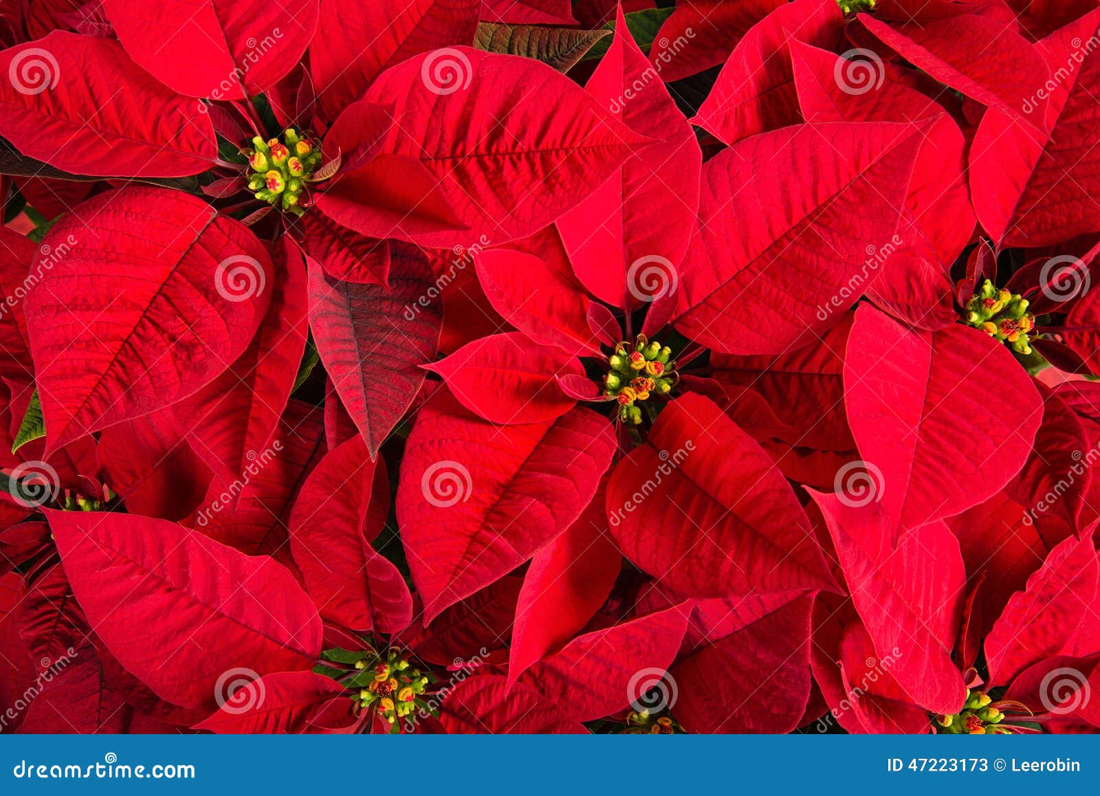 closeup of red poinsettia flowers