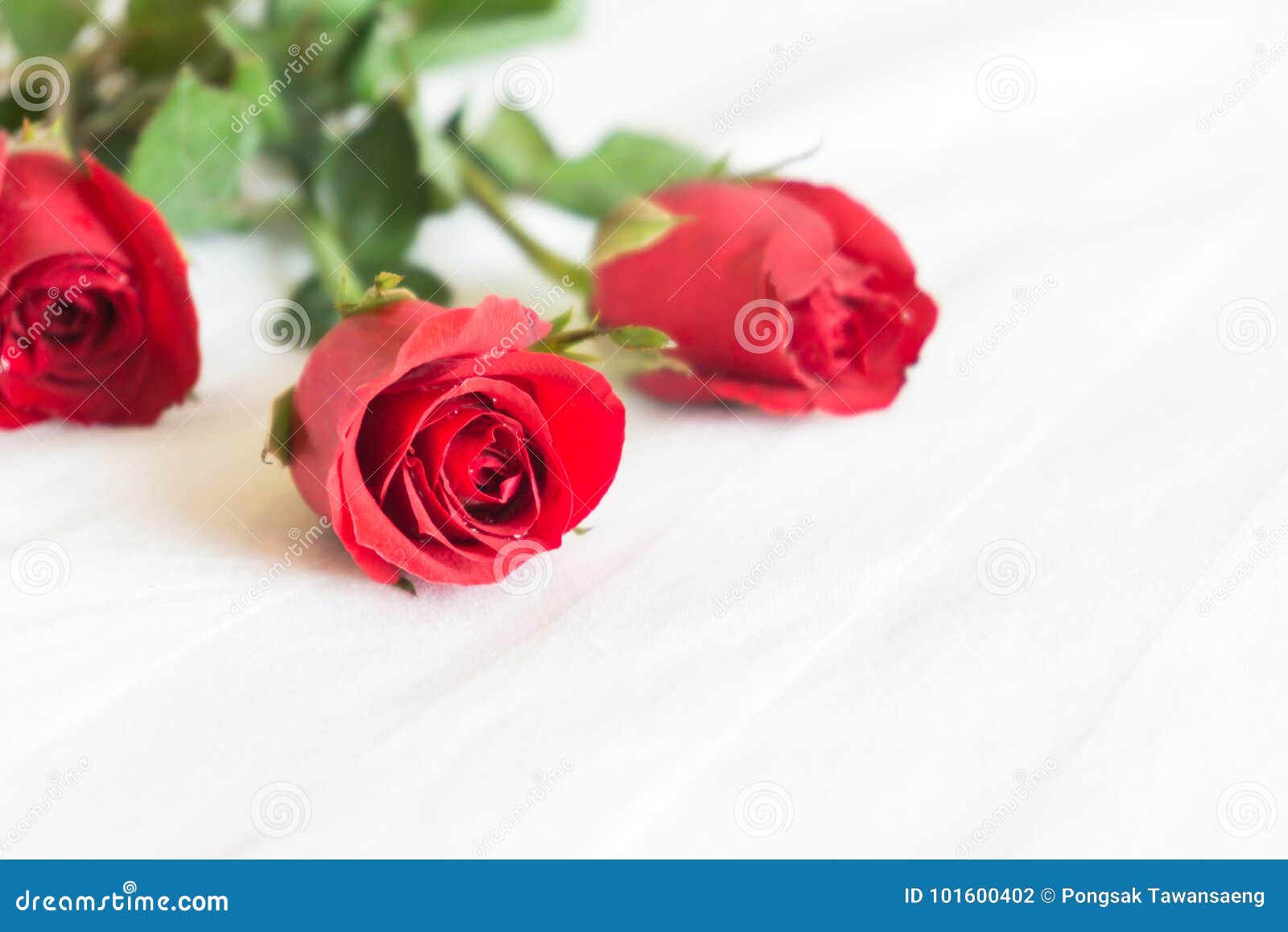 Closeup Red Rose On White Bed Background, Love And Romantic Feel Stock ...