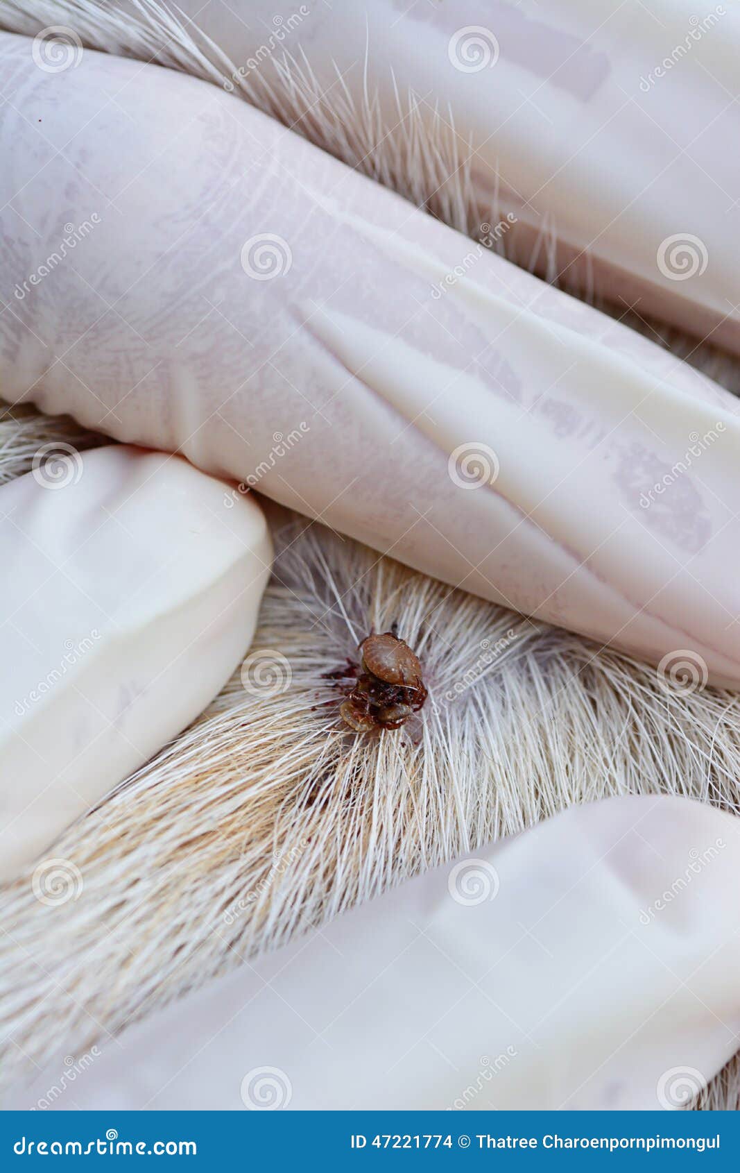 Closeup Of Red Ticks On White Dog Fur Stock Photo Image Of Ixotid